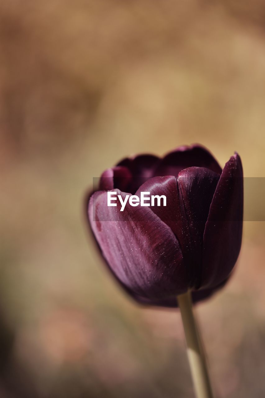 Close-up of purple tulip