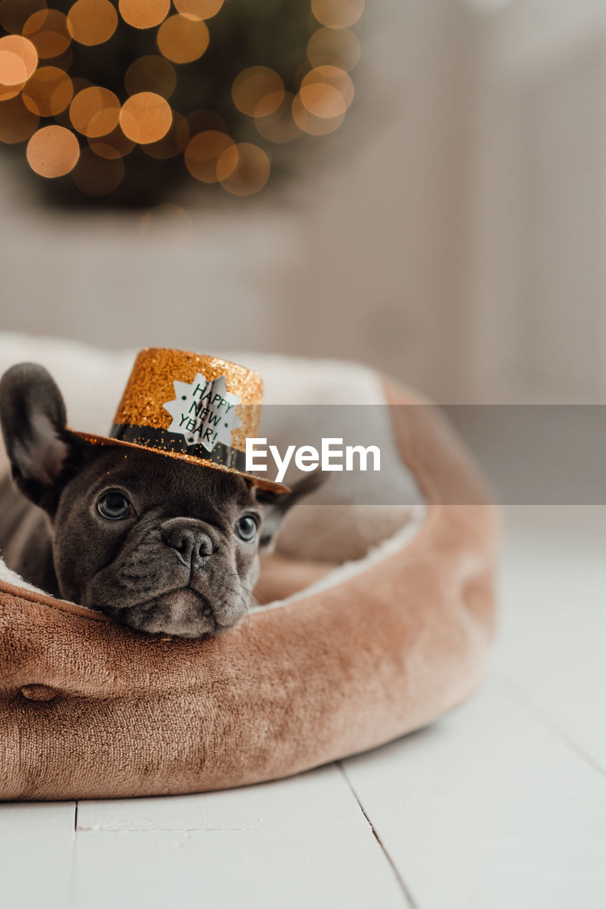 mammal, animal, animal themes, dog, lap dog, pet, domestic animals, one animal, canine, indoors, cute, celebration, no people, christmas, decoration, carnivore, focus on foreground, christmas tree, copy space, portrait, holiday, brown, home interior