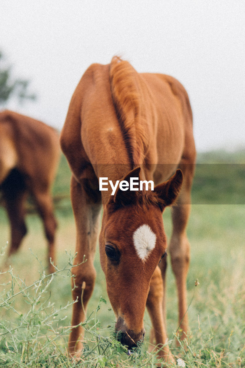 Horses standing in a field