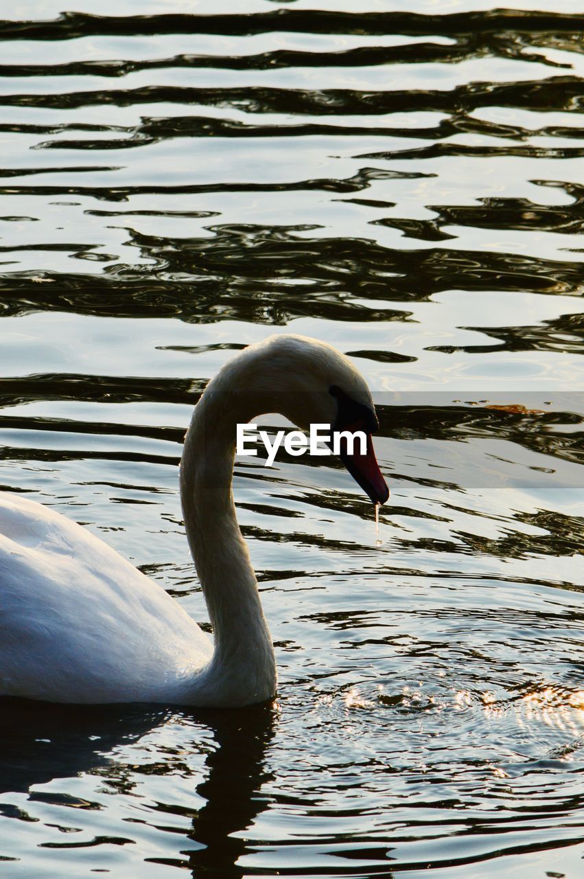 SIDE VIEW OF SWAN SWIMMING IN LAKE