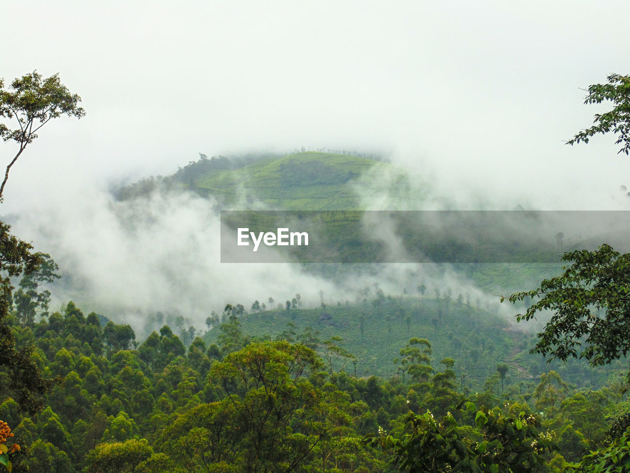 Trees in foggy weather