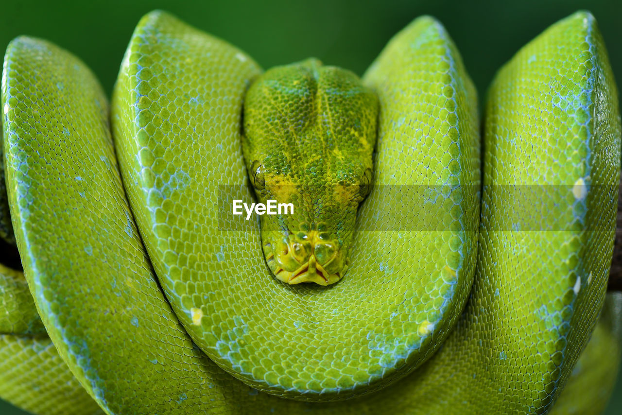 green, animal themes, animal, yellow, one animal, snake, animal wildlife, reptile, macro photography, wildlife, close-up, animal body part, no people, nature, rainforest, curled up, animal head, environment, outdoors, animal scale, serpent, portrait