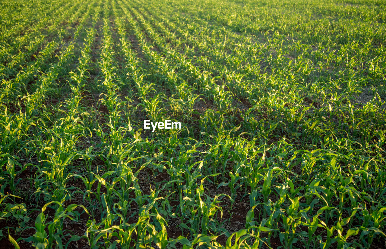 Full frame shot of corn field