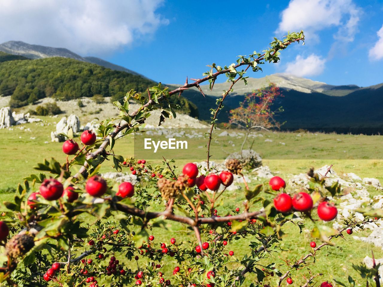 RED BERRIES GROWING ON FIELD