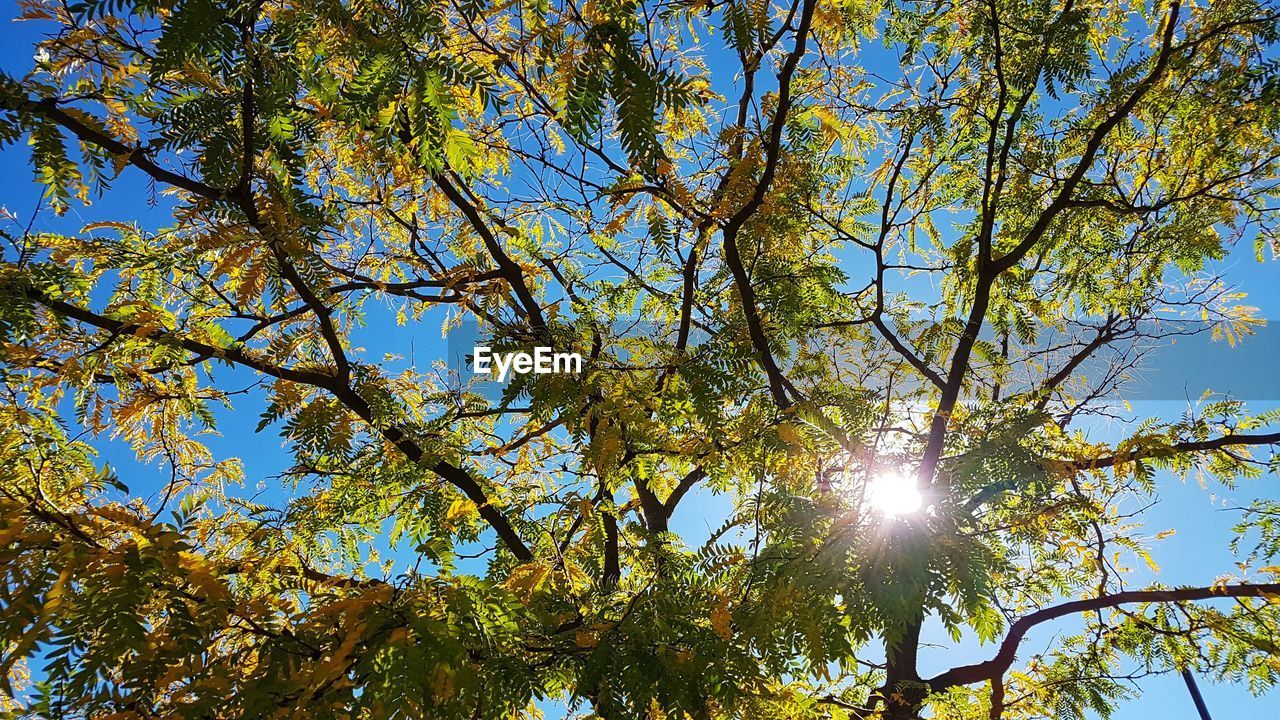LOW ANGLE VIEW OF SUN STREAMING THROUGH TREE