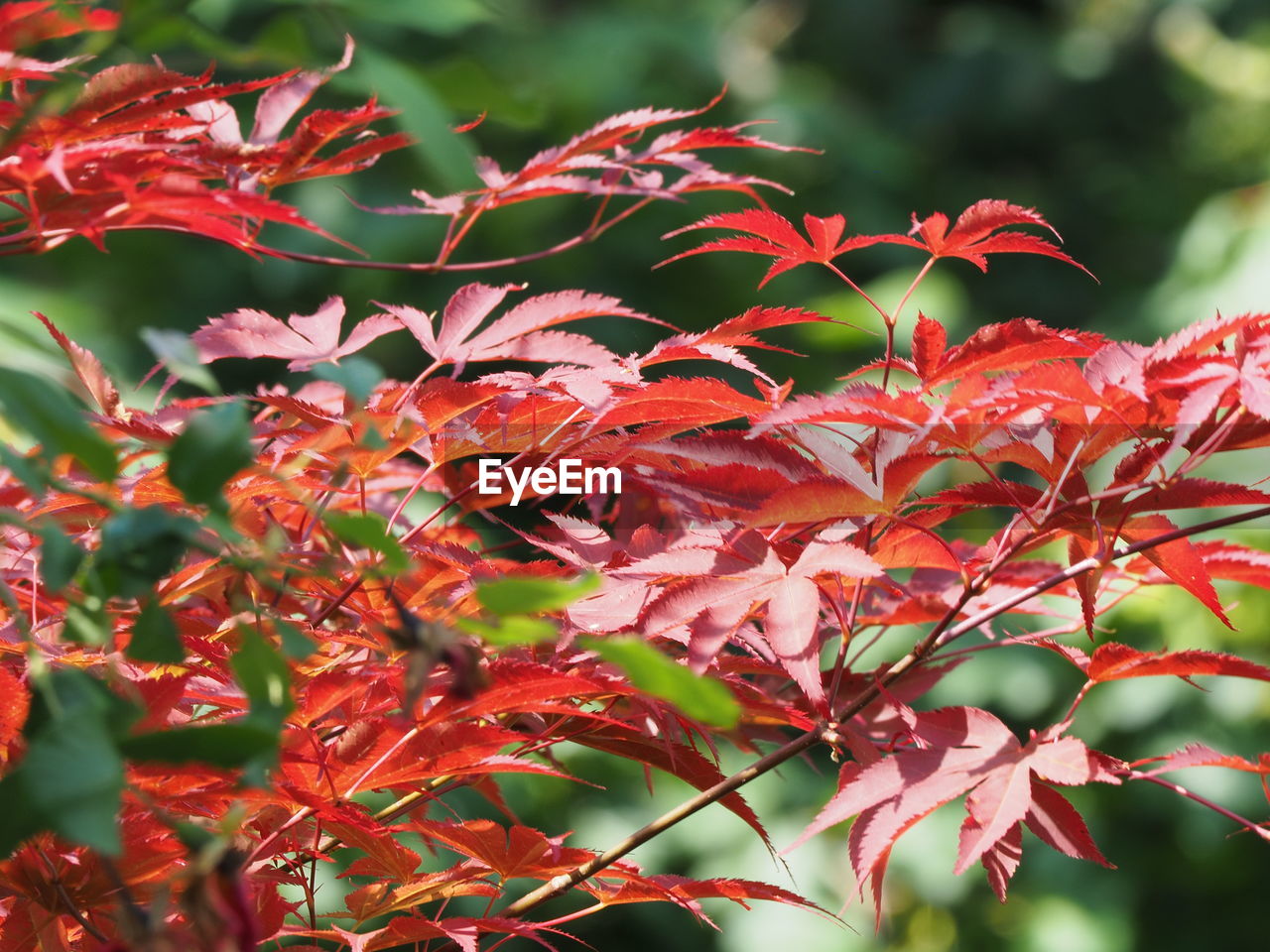 Close-up of leaves on tree