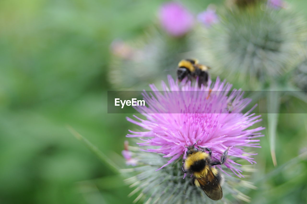 CLOSE-UP OF BEE ON PURPLE FLOWER