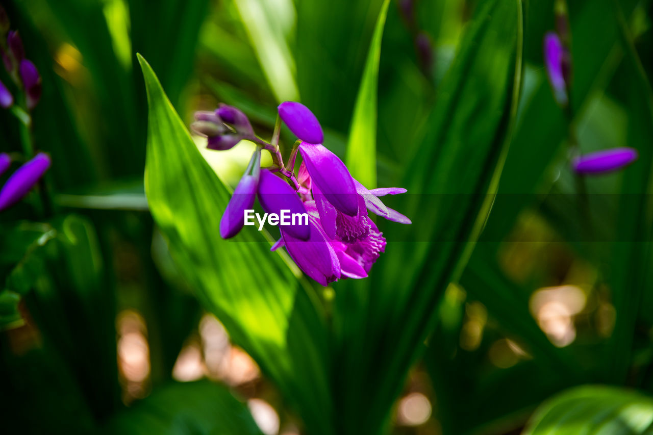 CLOSE-UP OF PURPLE FLOWERING PLANT AGAINST BLURRED BACKGROUND