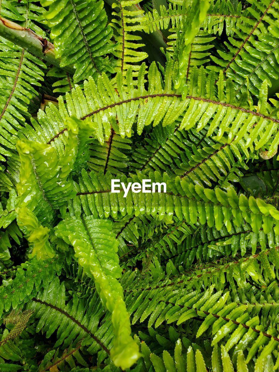 Full frame shot of fern leaves