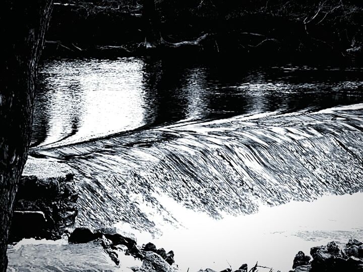 TREES IN WATER