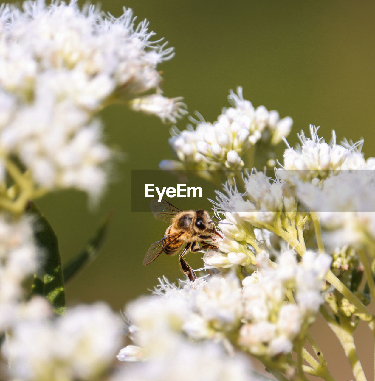 CLOSE-UP OF BEE POLLINATING ON WHITE FLOWER