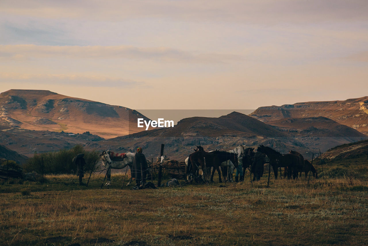 Horses on field against mountains