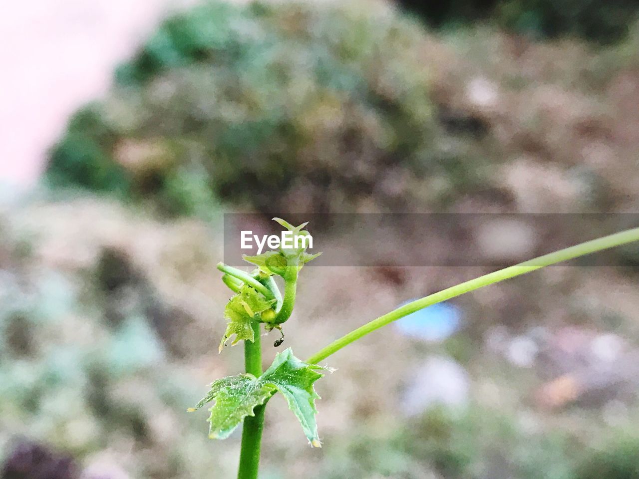 CLOSE-UP OF GREEN PLANT