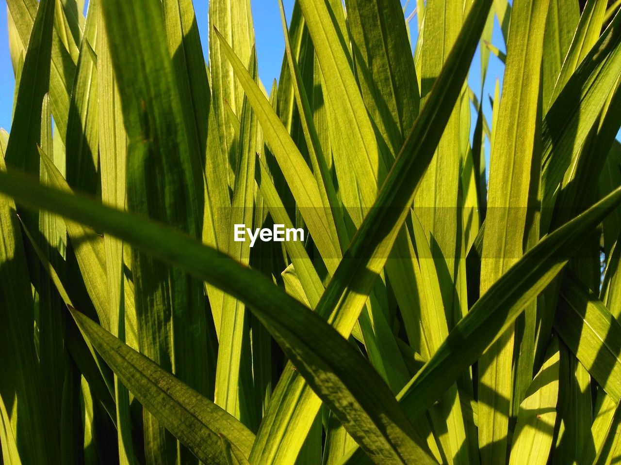 CLOSE-UP OF GREEN LEAF