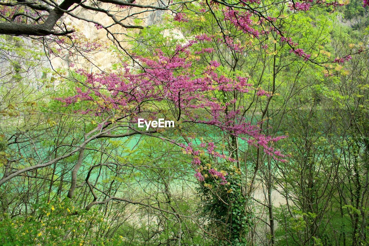 PINK CHERRY BLOSSOM TREES IN FOREST