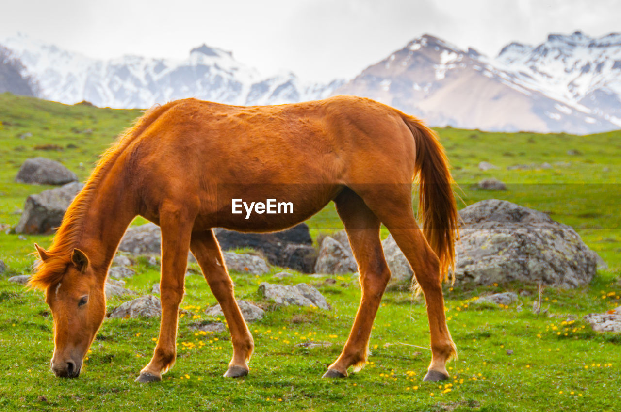 Horse standing on grassy field