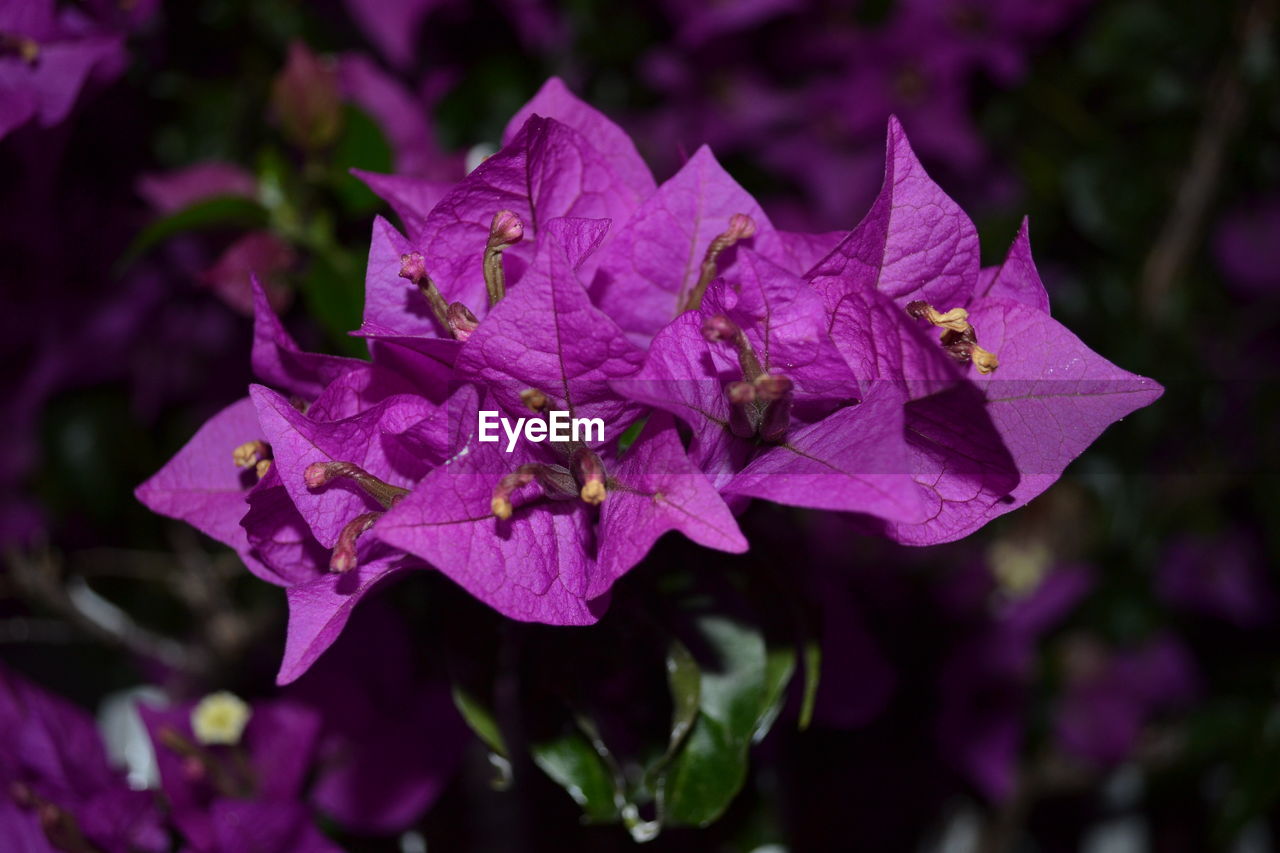 Close-up of fresh purple flower in bloom