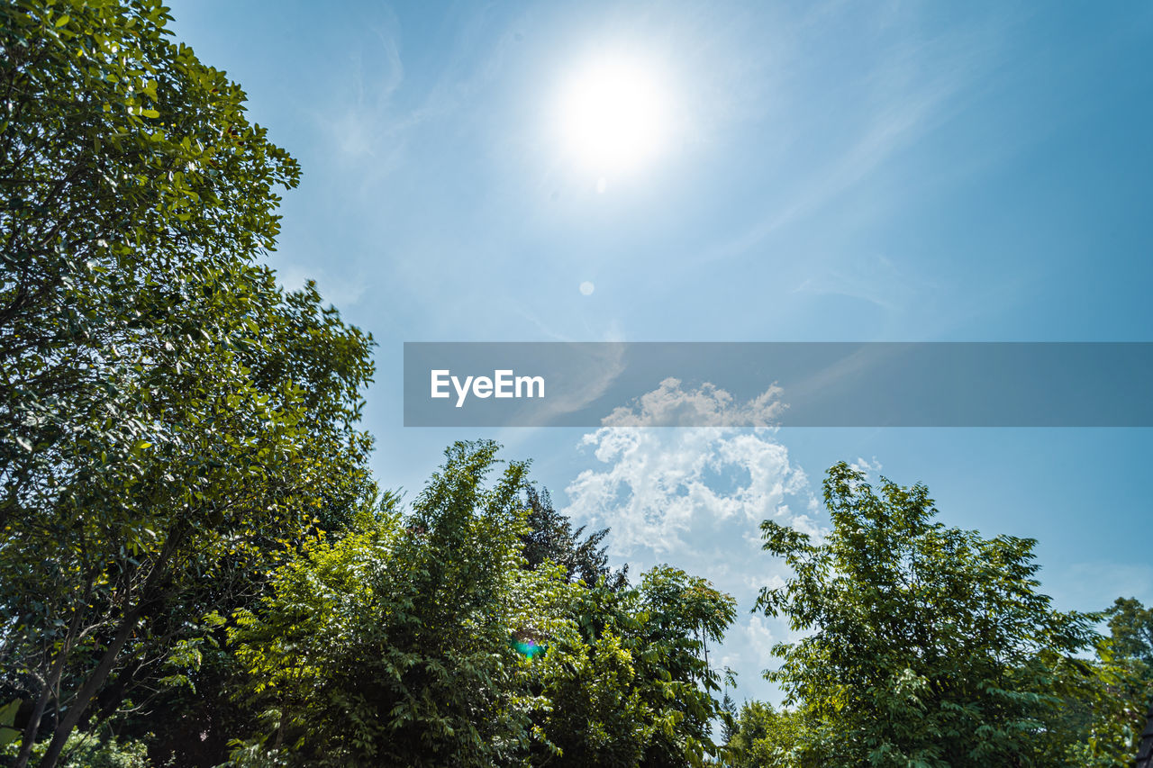 LOW ANGLE VIEW OF SUNLIGHT STREAMING THROUGH TREE AGAINST SKY