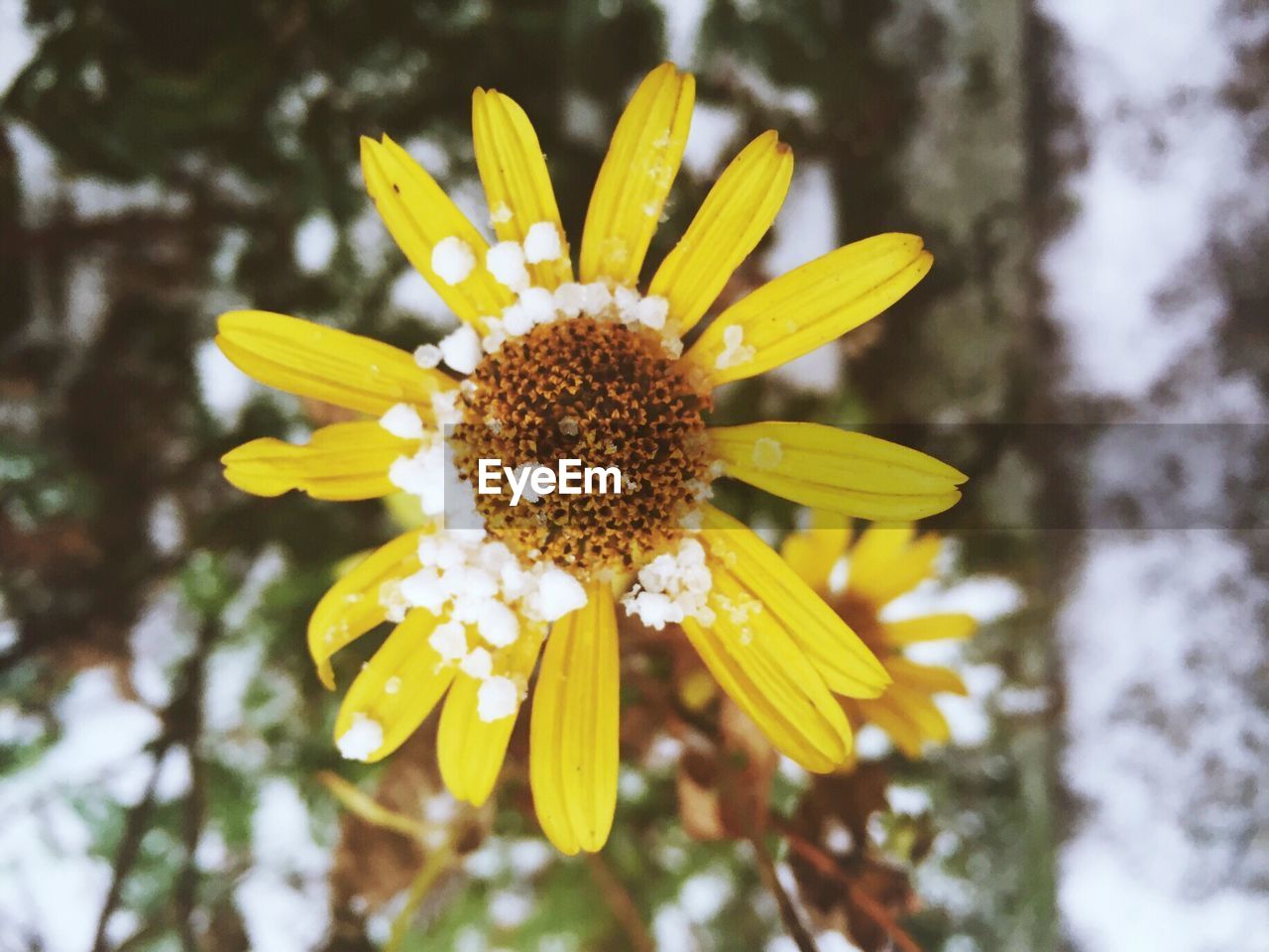 Close-up of snow on yellow flower