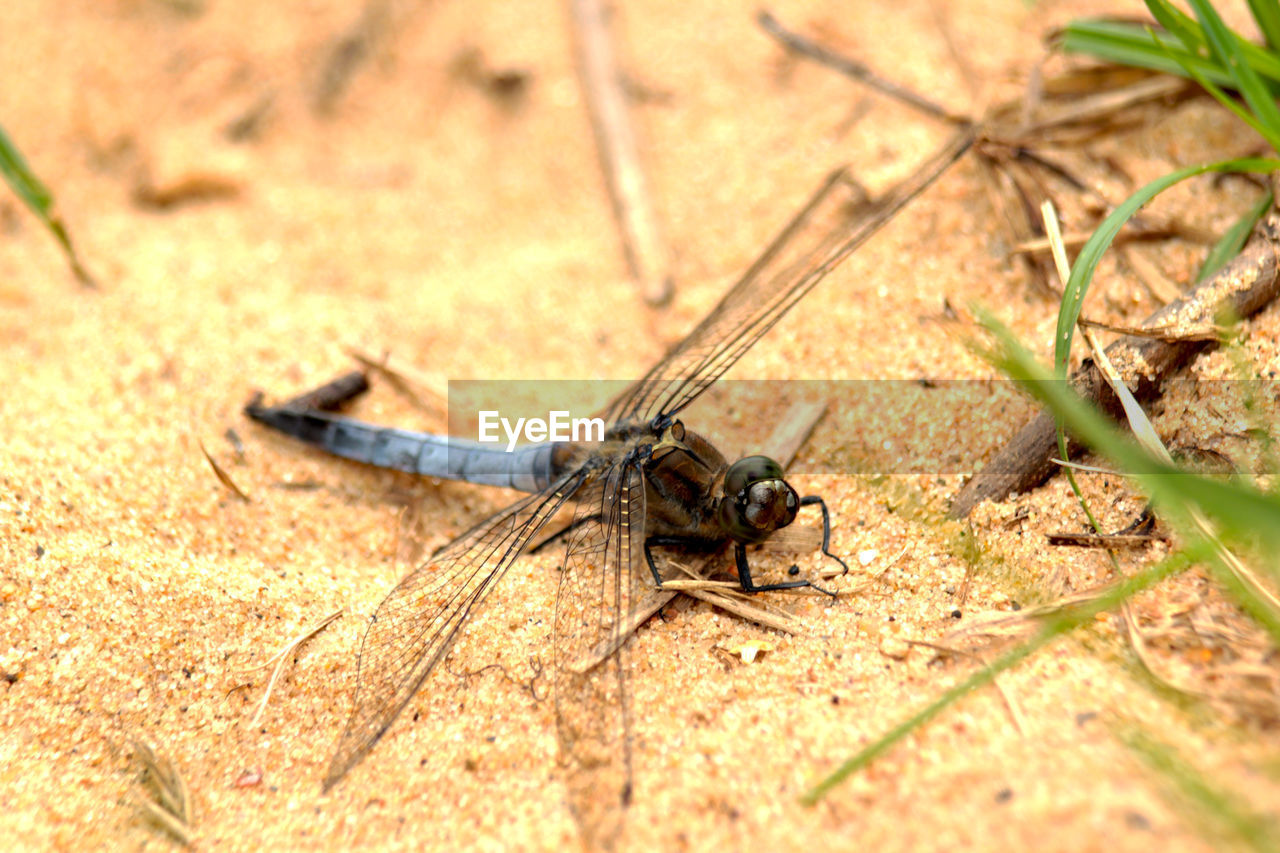 High angle view of dragonfly on ground
