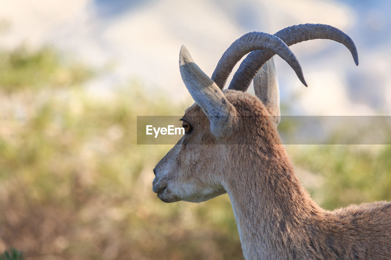 Rear view of deer standing on field