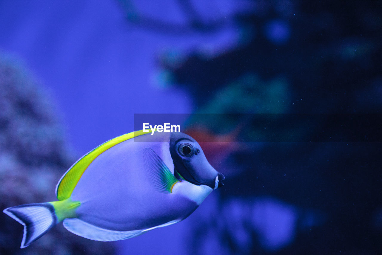 Powderblue tang fish acanthurus leucosternon on a coral reef.