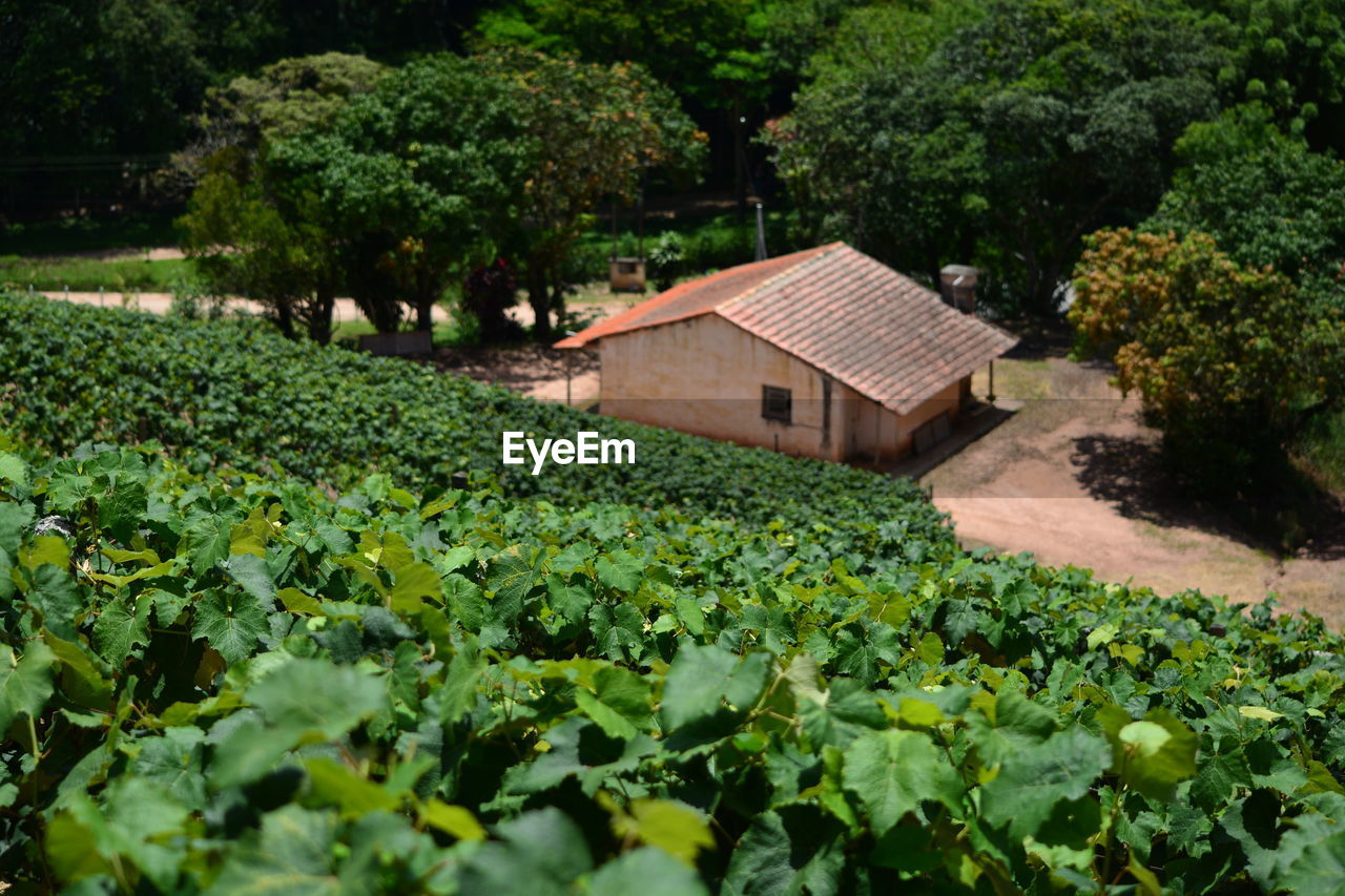 Plants growing on field by trees and houses