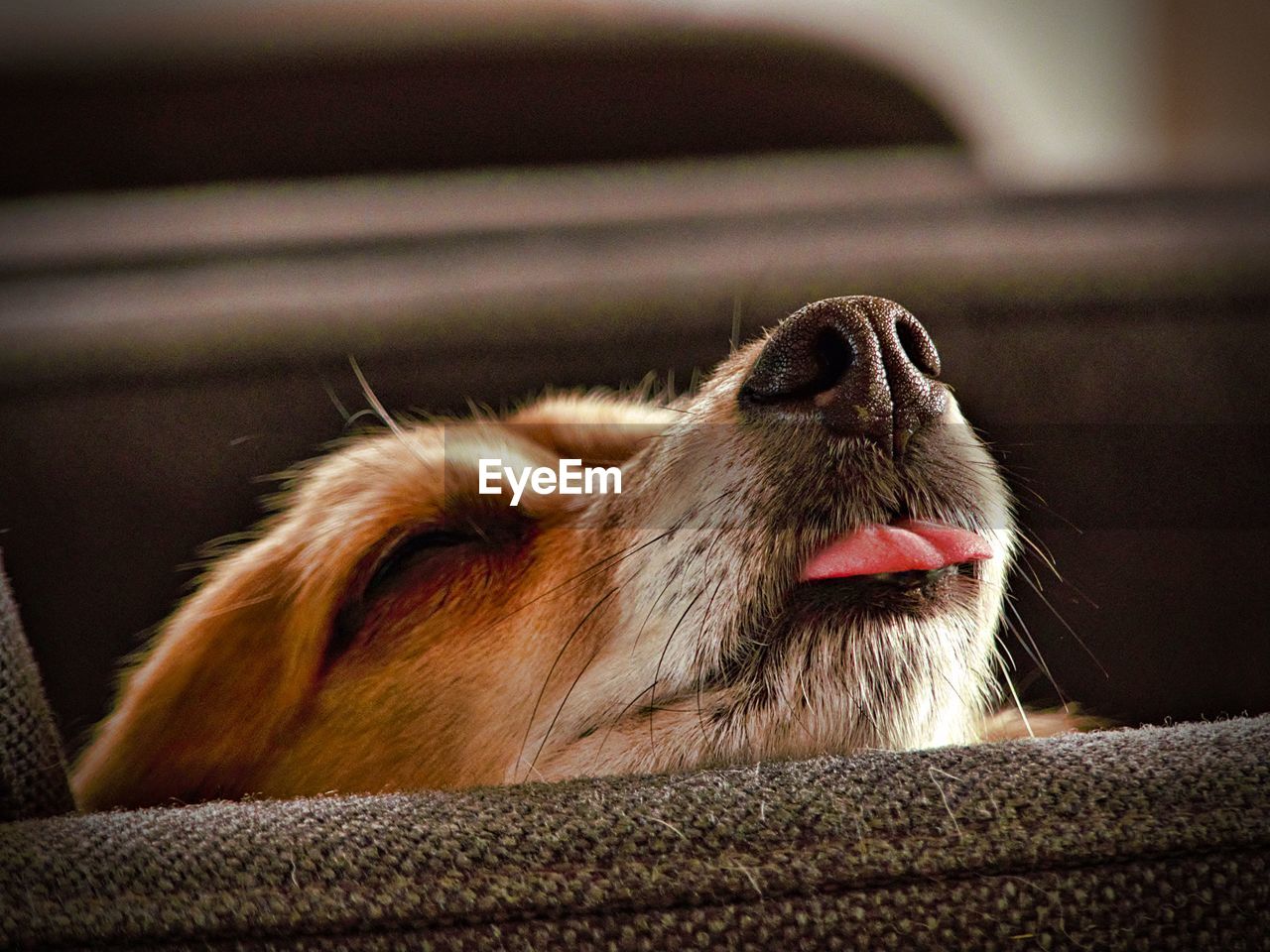 Close-up of dog 