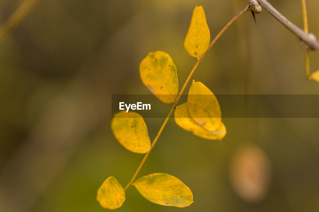 Close-up of yellow leaves on twig