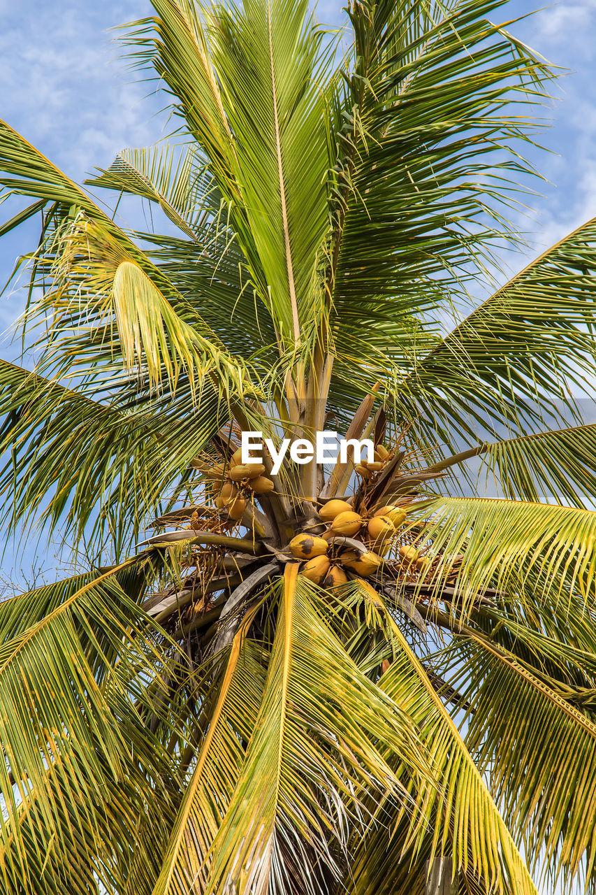 Low angle view of palm tree against sky