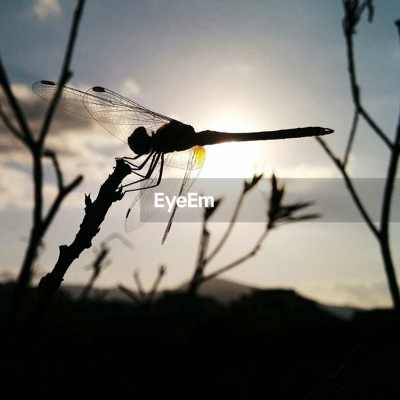 Silhouette of dragonfly on twig