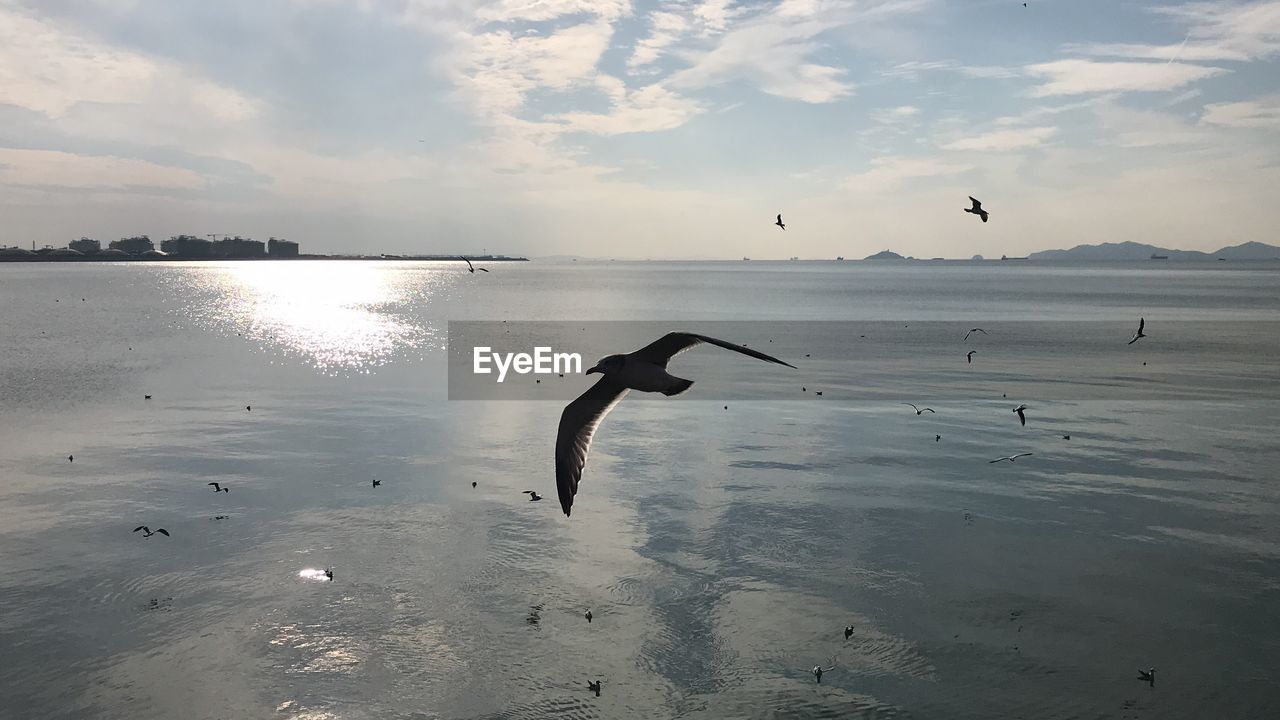 Swans swimming in lake against sky