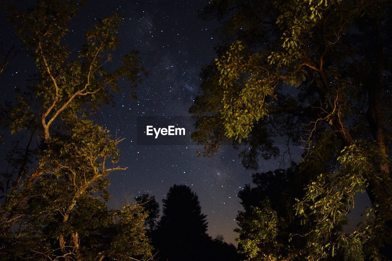 Low angle view of trees against star field