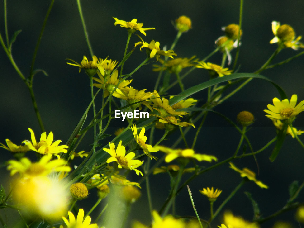 Close-up of yellow flowering plant