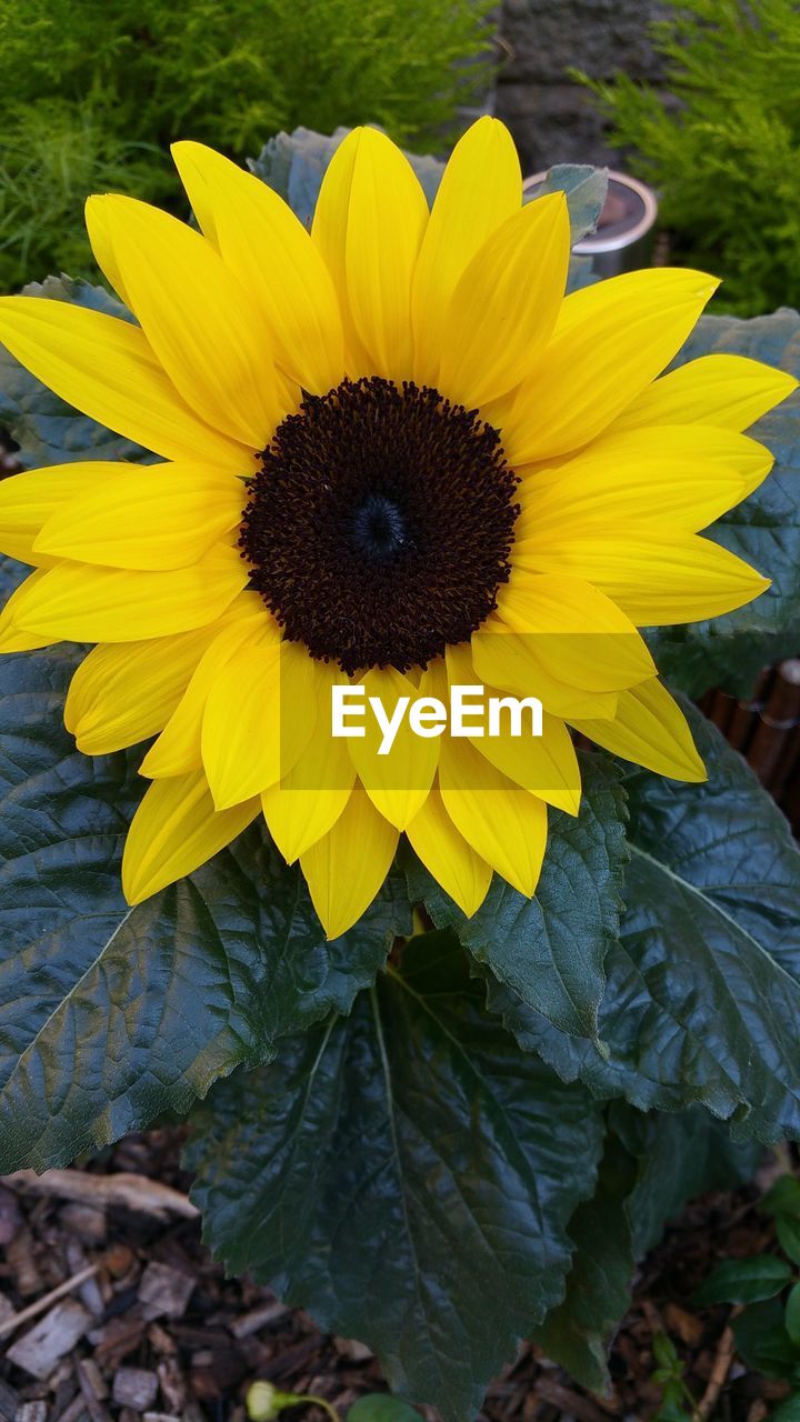 CLOSE-UP OF FRESH SUNFLOWER BLOOMING IN GARDEN