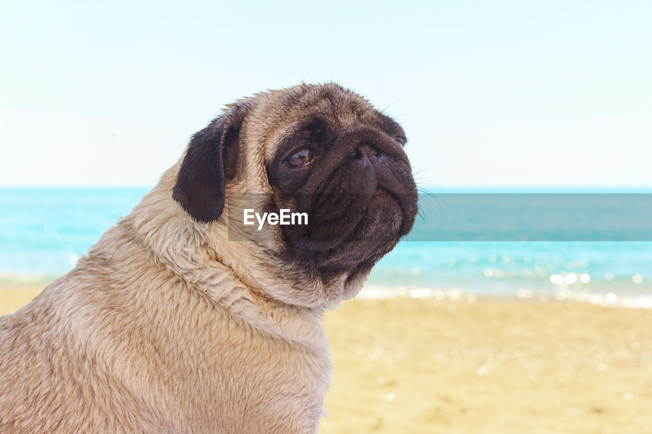 Sad pug dog sits on the beach and looks at the sea. pug relaxing and chilling out