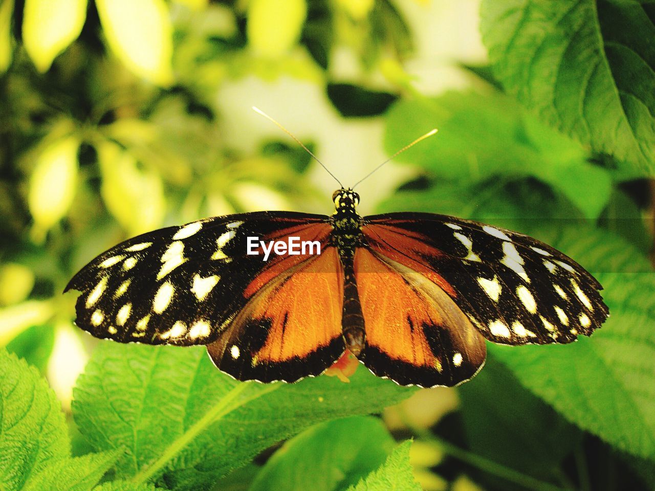 BUTTERFLY ON FLOWER