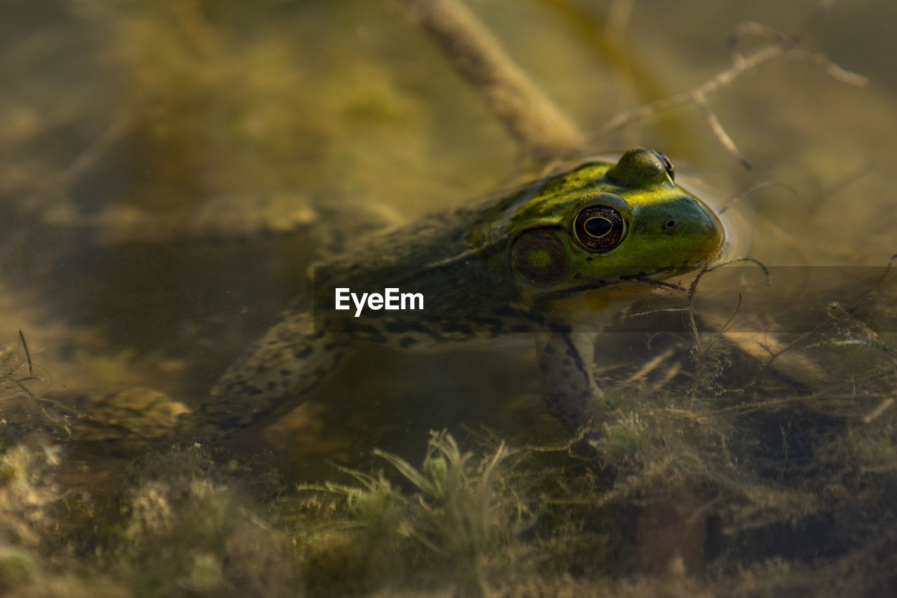 CLOSE-UP OF FROG IN LAND