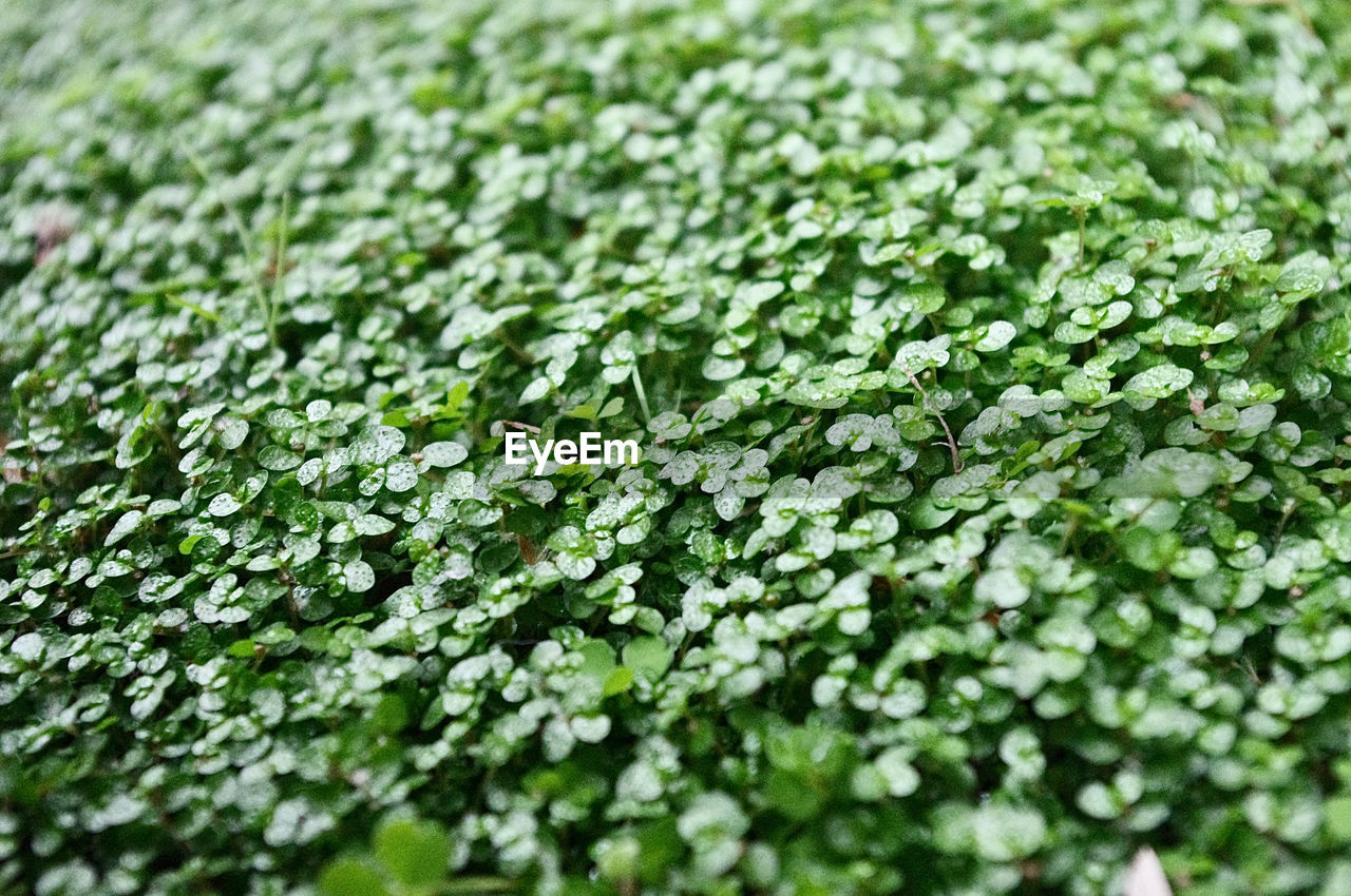 Close up shot of green plants with dew drops on top