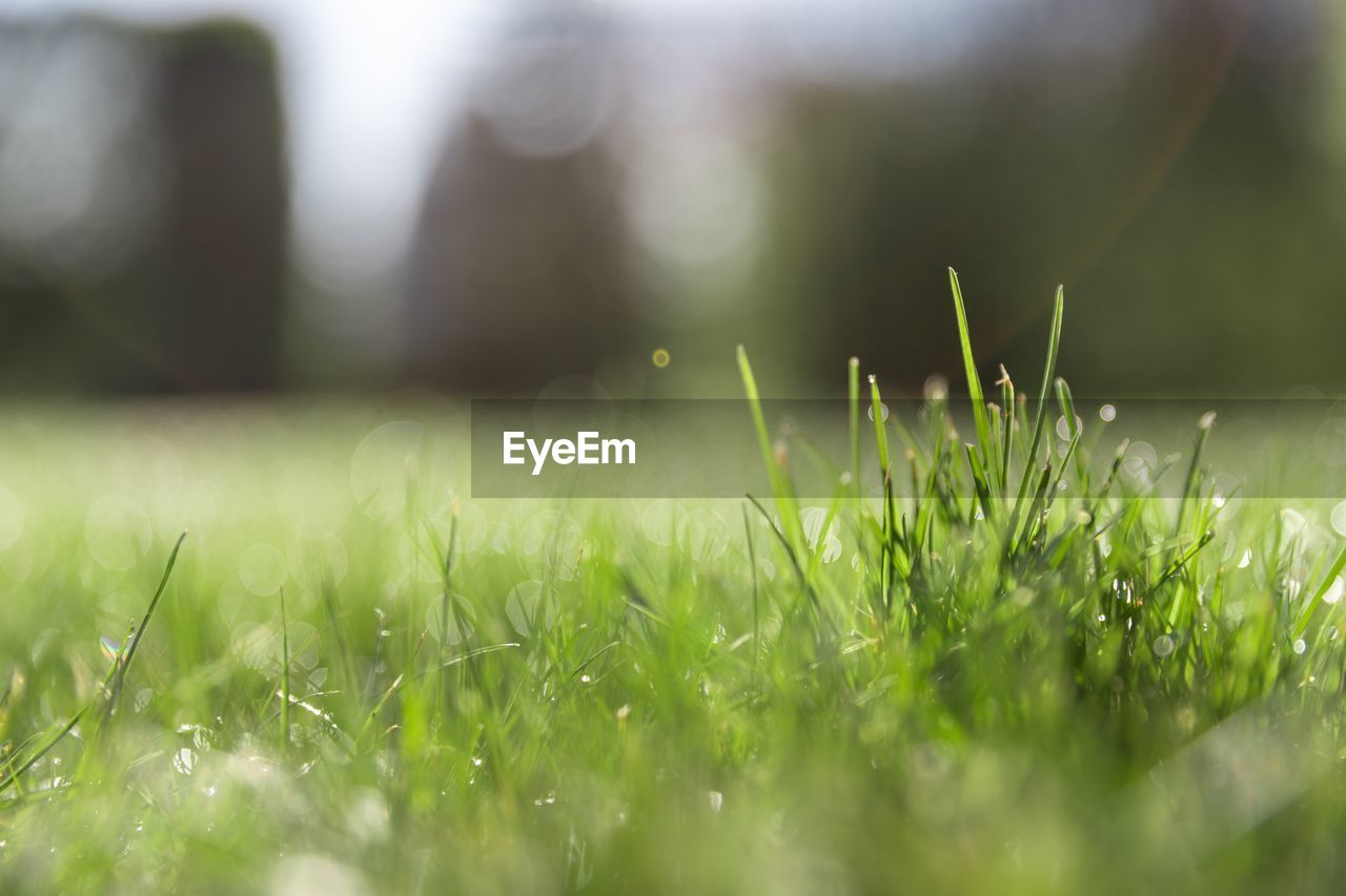 Close-up of dew on grass