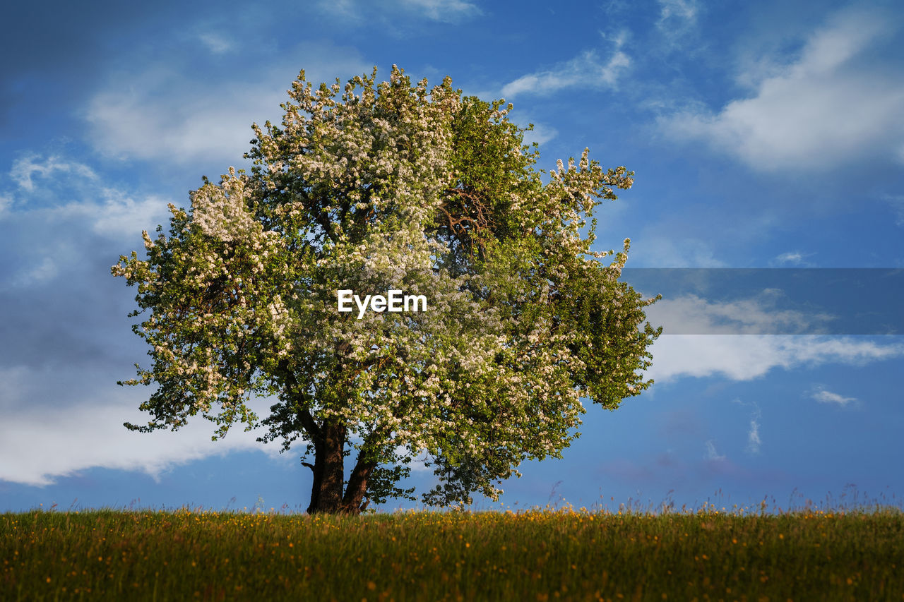 Close-up of tree against sky