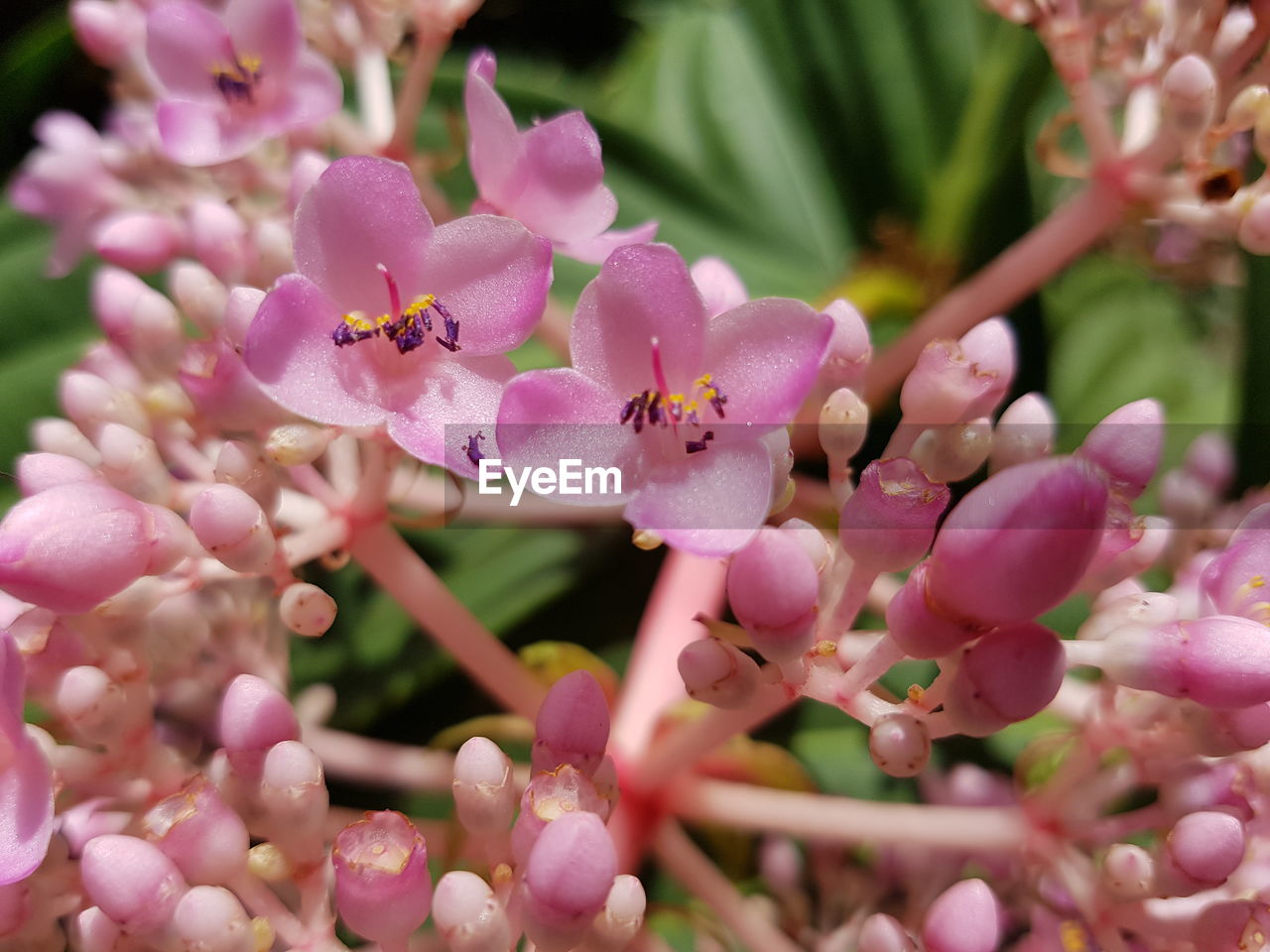 CLOSE-UP OF PINK FLOWER PLANT