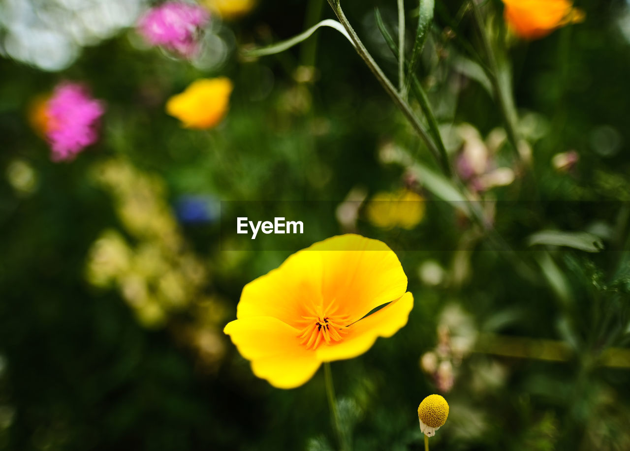 plant, flower, flowering plant, nature, yellow, beauty in nature, freshness, close-up, wildflower, macro photography, flower head, meadow, fragility, growth, petal, multi colored, no people, outdoors, focus on foreground, green, summer, inflorescence, springtime, vibrant color, animal wildlife, sunlight, botany, blossom, environment