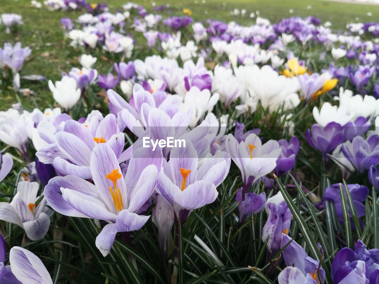 CLOSE-UP OF FRESH PURPLE CROCUS FLOWERS IN FIELD