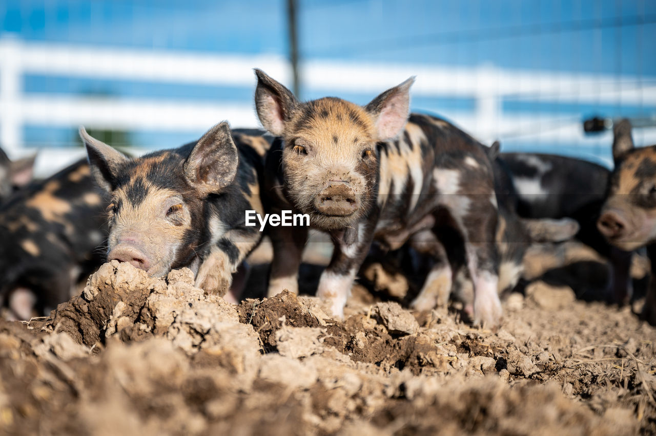 Brown, black and white piglets playing