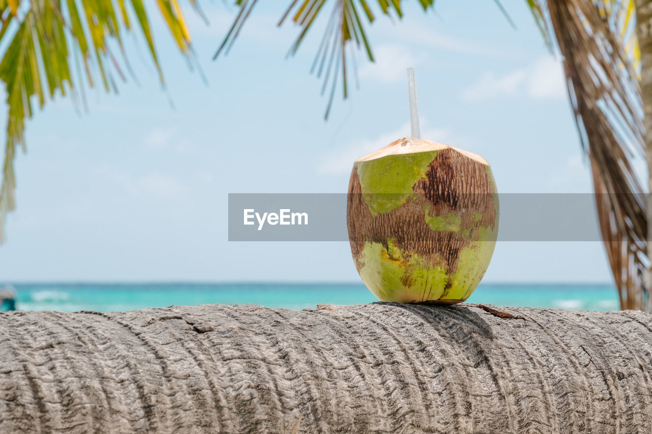 Close-up of coconut cocktail on palm tree by sea against sky