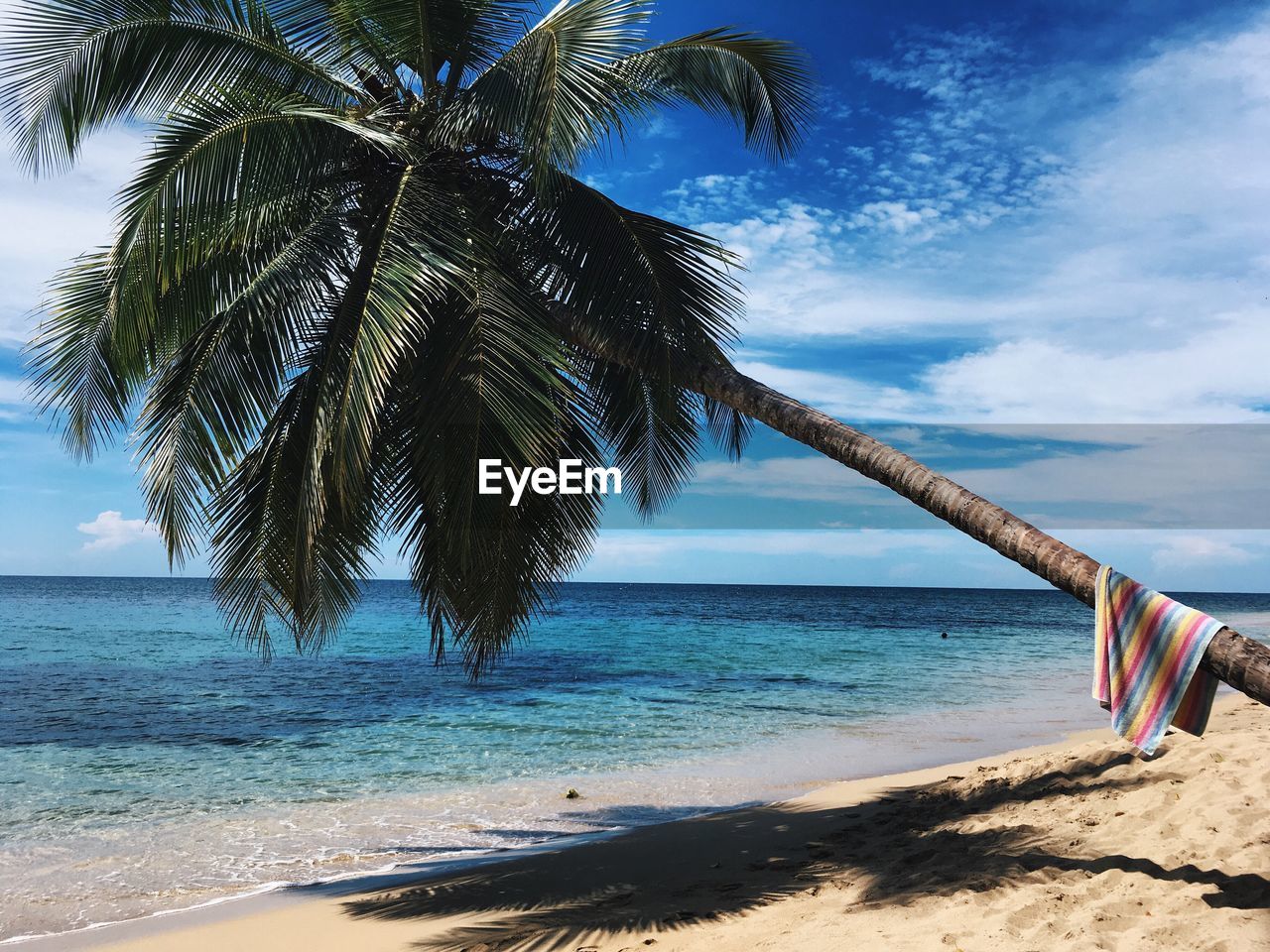 Palm tree on beach against sky