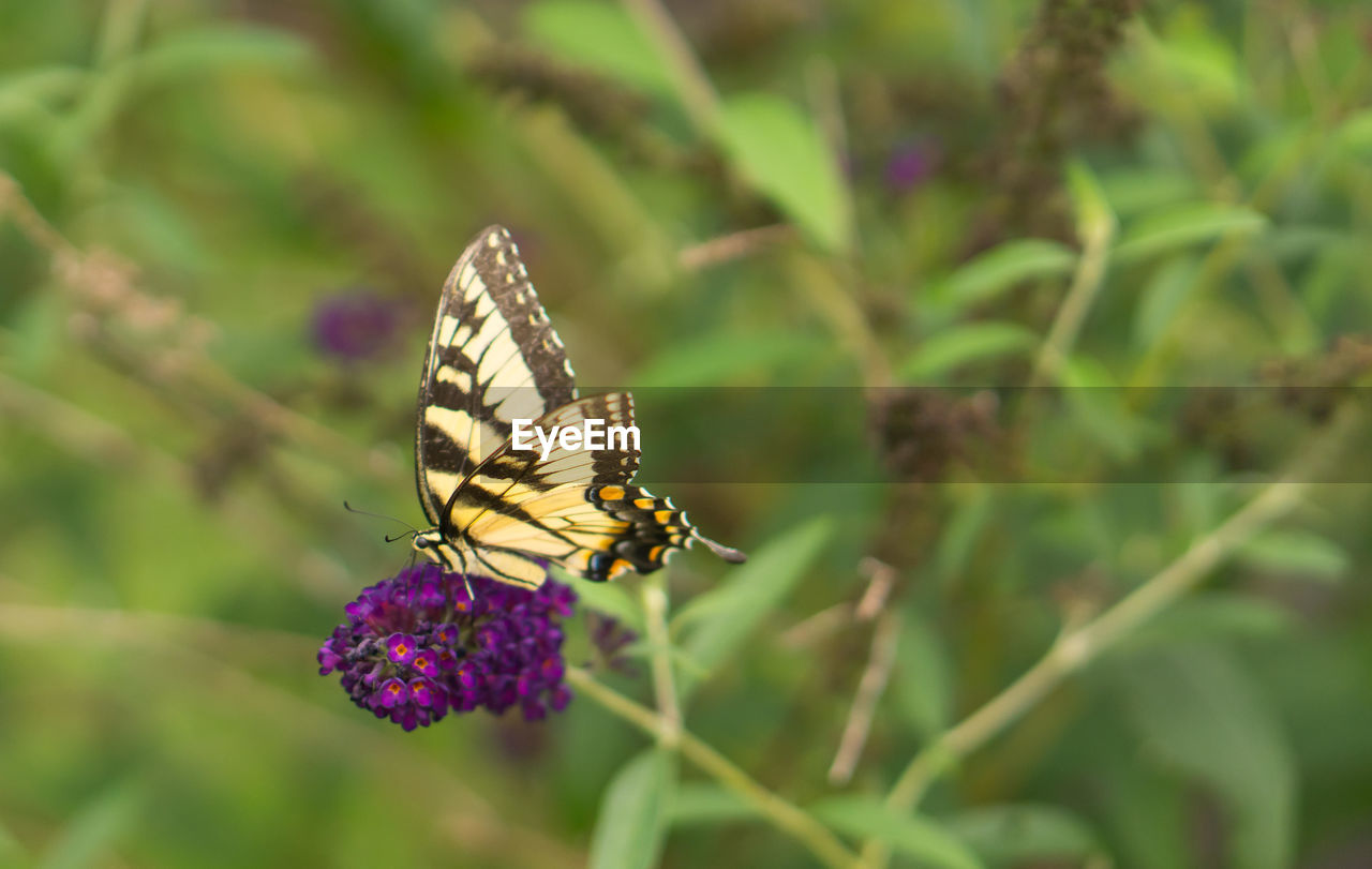 Close-up of butterfly pollinating on purple flower