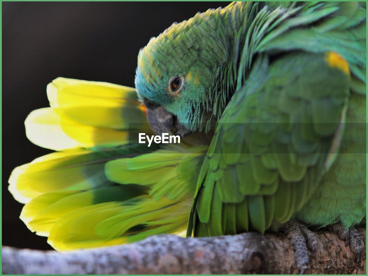 CLOSE-UP OF PARROT PERCHING ON A LEAF