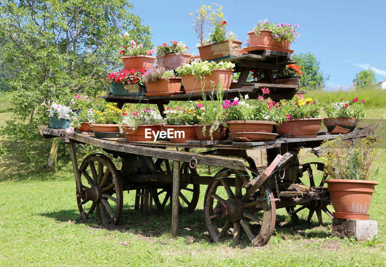 POTTED PLANTS IN FIELD